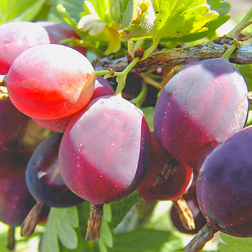 Аґрус Фінік артикул фото 1 Аґрус Фінік зображення 1 артикул 7676