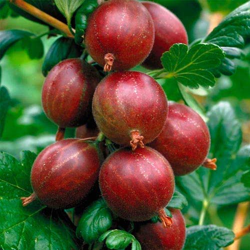 Аґрус Хіннонмакі Ред артикул фото 1 Аґрус Хіннонмакі Ред зображення 1 артикул 7595