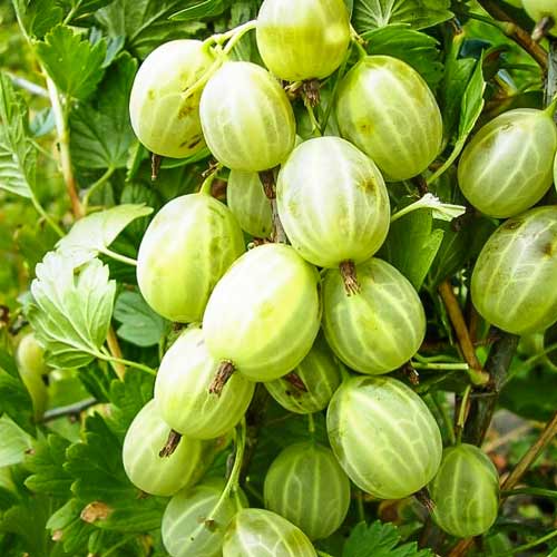 Аґрус Хіннонмакі Вайт артикул фото 1 Аґрус Хіннонмакі Вайт зображення 1 артикул 7594