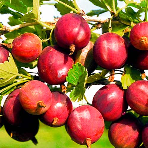 Аґрус Цукерковий артикул фото 1 Аґрус Цукерковий зображення 1 артикул 7630