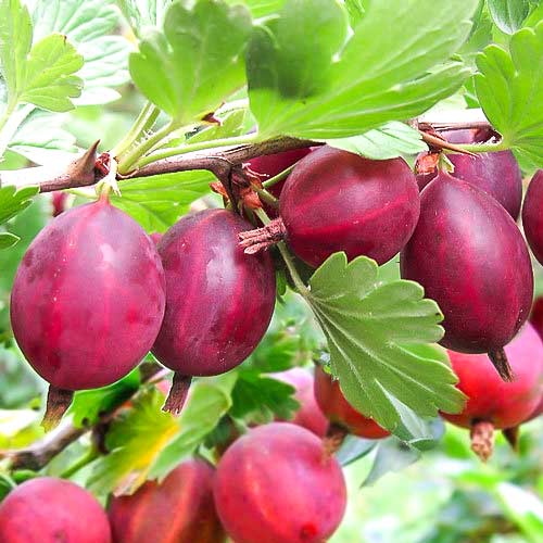 Крыжовник Красный крупный артикул фото 1 Крыжовник Красный крупный рисунок 1 артикул 7519