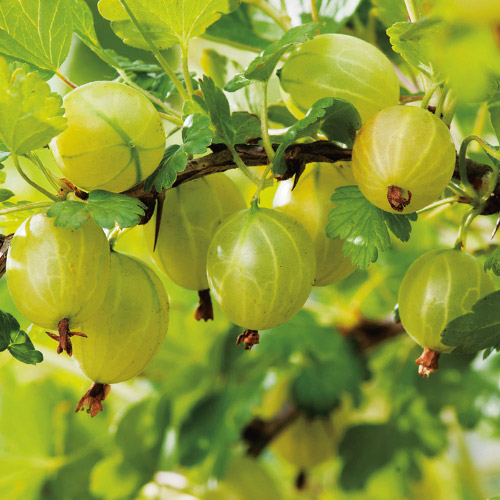 Аґрус Мукурінес артикул фото 1 Аґрус Мукурінес зображення 1 артикул 7646