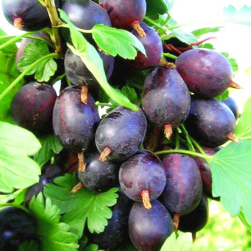 Аґрус безколючковий Грушенька артикул фото 1 Аґрус безколючковий Грушенька зображення 1 артикул 7516