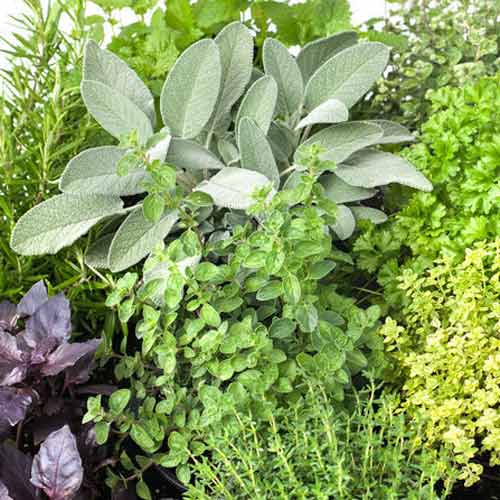 Кухонні трави, суміш насіння артикул фото 1 Кухонні трави, суміш насіння зображення 1 артикул 66534