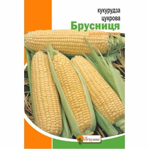 Кукуруза сахарная Брусника Яскрава артикул фото 1 Кукуруза сахарная Брусника Яскрава рисунок 1 артикул 99907