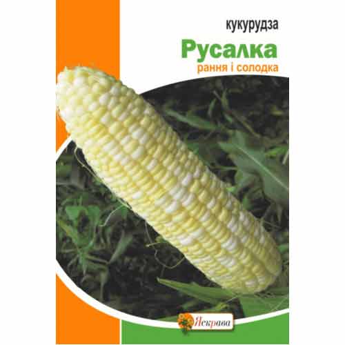Кукуруза сахарная Русалка Яскрава артикул фото 1 Кукуруза сахарная Русалка Яскрава рисунок 1 артикул 99912