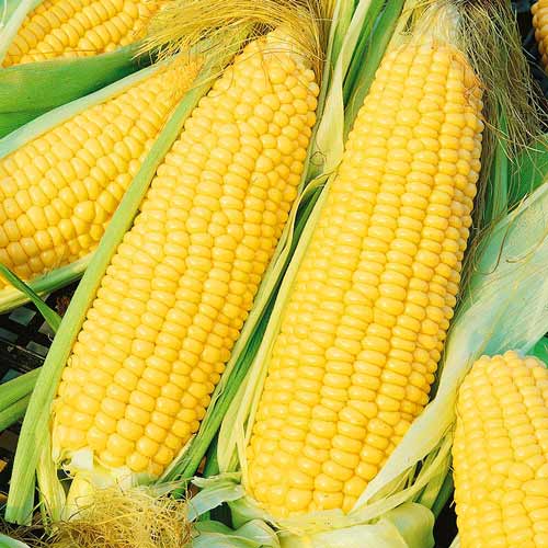 Кукурудза Делікатесна, насіння артикул фото 1 Кукурудза Делікатесна, насіння зображення 1 артикул 65558