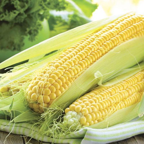 Кукурудза Голден Кроун F1 зображення 1 артикул 77230
