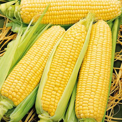 Кукуруза Кукс Делайт F1 рисунок 1 артикул 72285