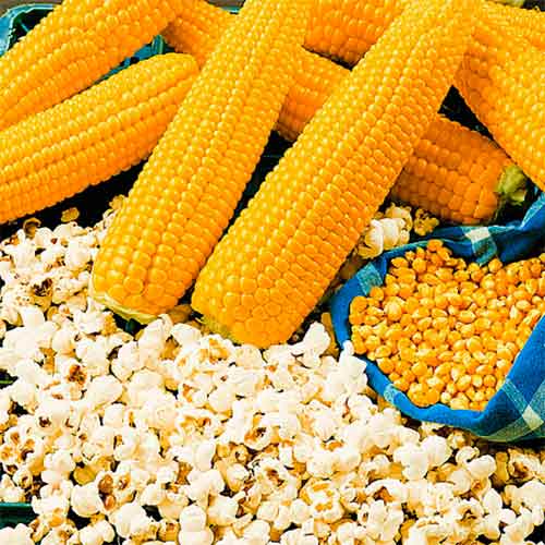 Кукурудза Поп Корн, насіння зображення 1 артикул 70142