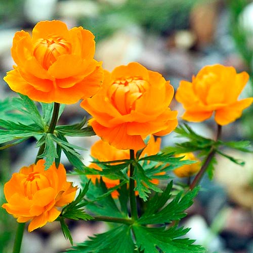 Купальница Оранж Принцесс рисунок 1 артикул 76364