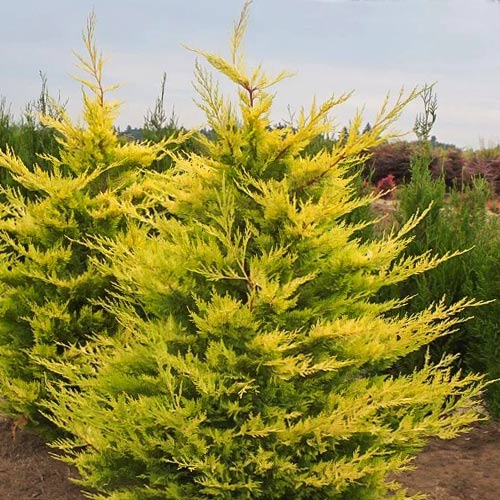 Купрессоціпаріс Лейланда Голд Райдер зображення 1 артикул 9426