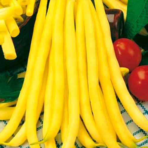 Квасоля овочева Золота Сакса Імперія насіння зображення 1 артикул 96202