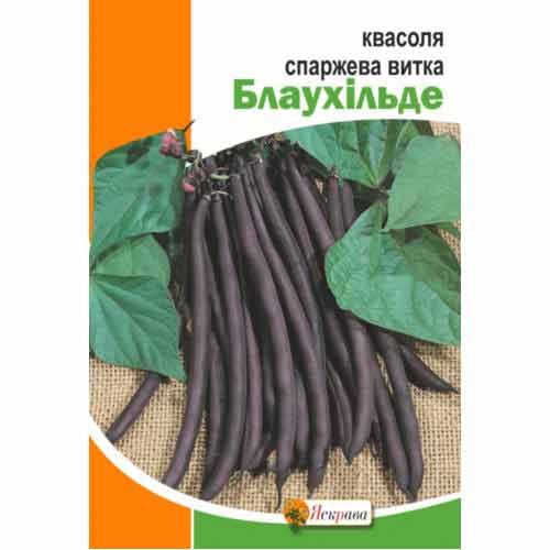 Квасоля витка спаржева Блаухiльде фіолетова Яскрава зображення 1 артикул 99878