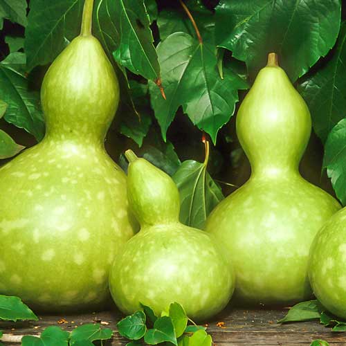 Лагенарія пляшкова Seedera зображення 1 артикул 65560