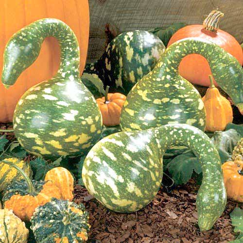 Лагенария Гусь в яблоках, семена артикул фото 1 Лагенария Гусь в яблоках, семена рисунок 1 артикул 65338