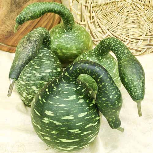 Лагенарія Кобра, насіння зображення 1 артикул 70145