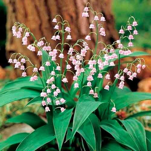 Конвалія травнева Розеа зображення 1 артикул 76201