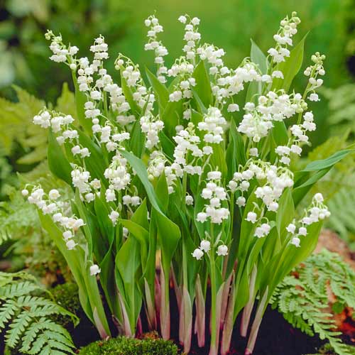 Ландыш майский Вайт рисунок 1 артикул 76202