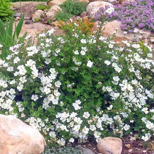 Лапчатка Абботсвуд, саженцы рисунок 1 артикул 3969