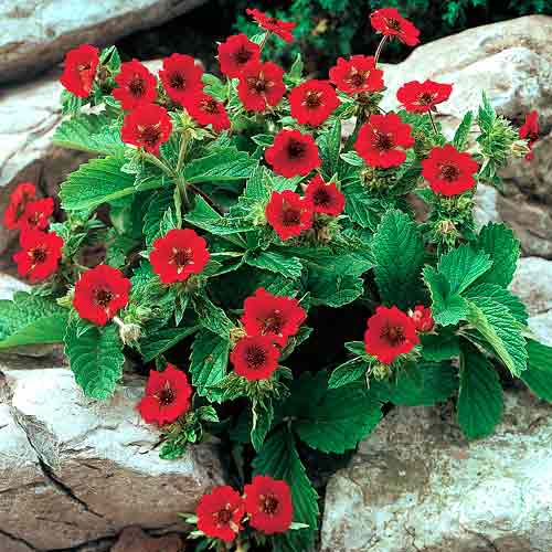 Лапчатка (потентилла) Гибсон Скарлет рисунок 1 артикул 67272