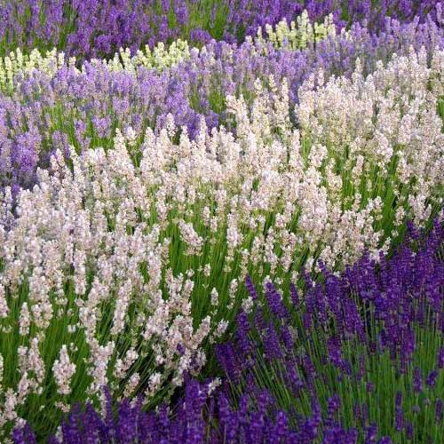 Лаванда Элеганс, смесь окрасок рисунок 1 артикул 90302