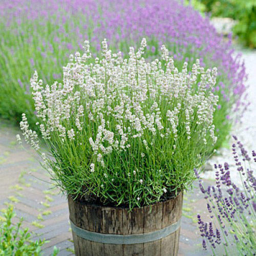 Лаванда Елеганс Айс зображення 1 артикул 68690