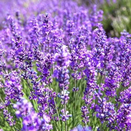 Лаванда крымская, семена рисунок 1 артикул 70095