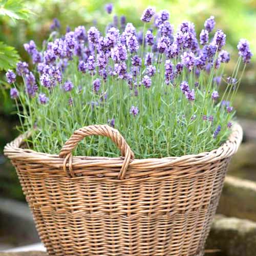 Лаванда лекарственная Манстед Стрейн, семена рисунок 1 артикул 65447