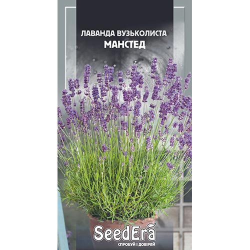Лаванда Манстед Seedera, насіння зображення 1 артикул 94966