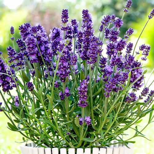 Лаванда узколистная, семена рисунок 1 артикул 70096