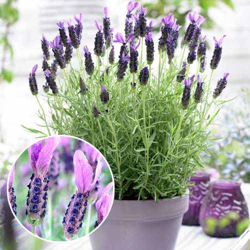 Лаванда Виктори рисунок 1 артикул 9068