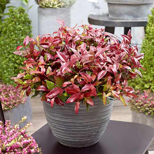 Леукотоэ Ред Липс рисунок 1 артикул 9535