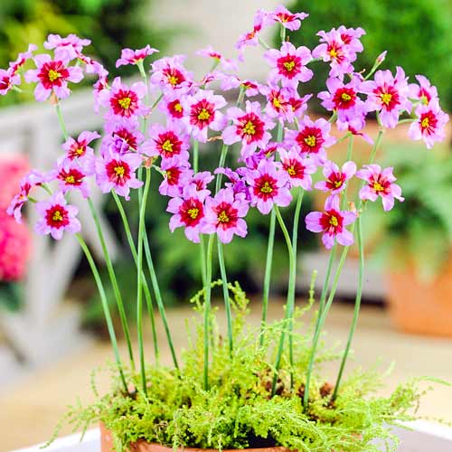 Левкокоріна Андес зображення 1 артикул 68016