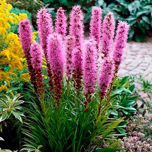 Лиатрис Спиката рисунок 1 артикул 76300