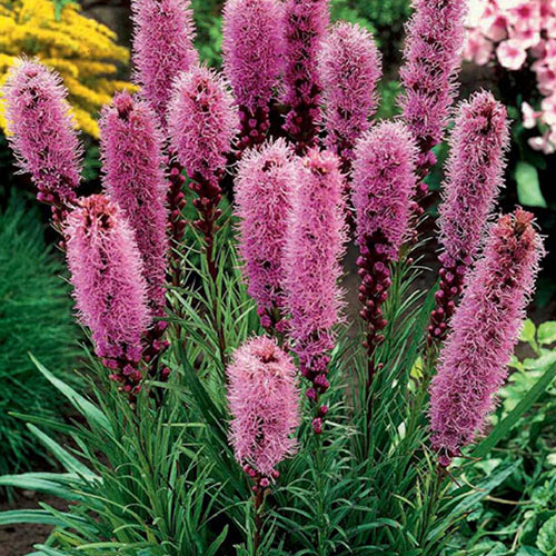 Лиатрис Спиката (Spicata) рисунок 1 артикул 3239