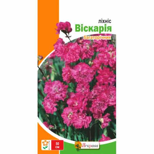 Лихнис Вискария артикул фото 1 Лихнис Вискария рисунок 1 артикул 90441