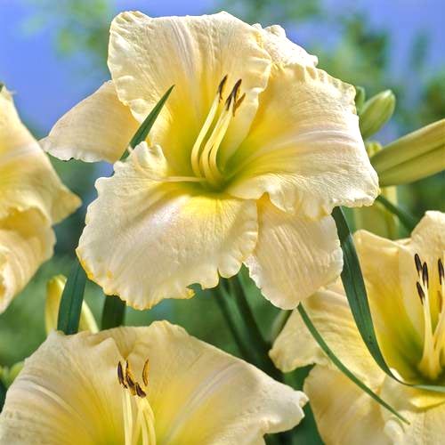 Лілійник Арктік Сноу зображення 1 артикул 68694