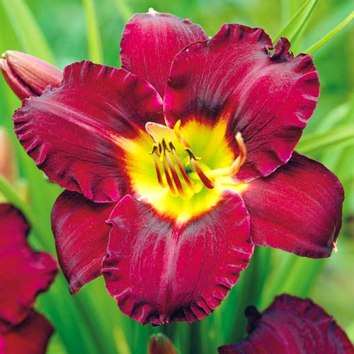 Лілійник Бела Лугоші зображення 1 артикул 76265