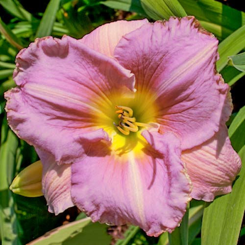 Лілійник Біг Блю зображення 1 артикул 68698