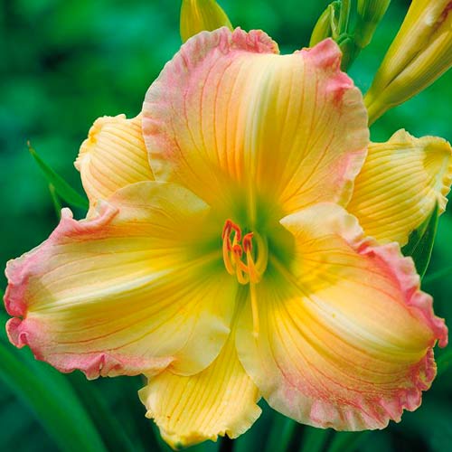 Лілійник Біг Смайл зображення 1 артикул 67187