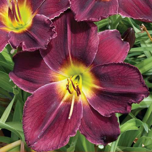 Лилейник Блэк Принц рисунок 1 артикул 67188