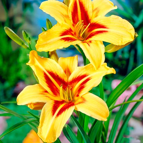 Лілійник Бонанза зображення 1 артикул 76454