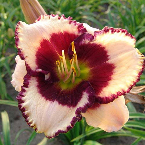 Лілійник Бордер Мьюзік зображення 1 артикул 70412