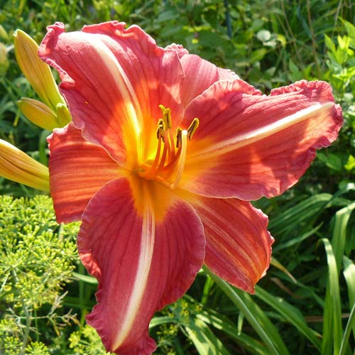 Лілійник Черрі Чікс зображення 1 артикул 76096