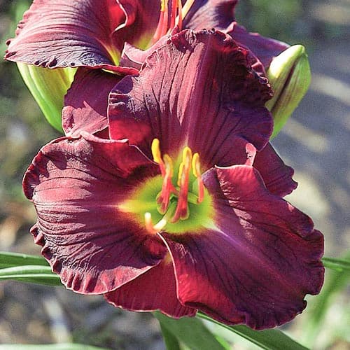 Лілійник Дабл Блек зображення 1 артикул 76666