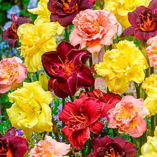 Лілійник Дабл, мікс зображення 1 артикул 76455