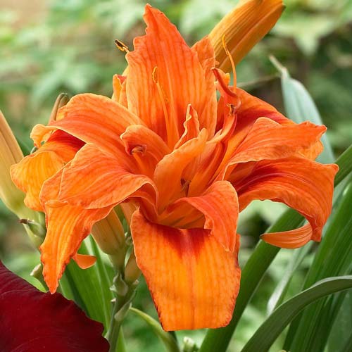 Лилейник Дабл Оранж рисунок 1 артикул 68311