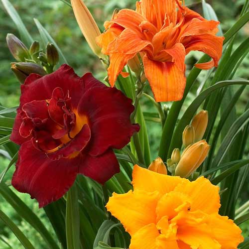 Лилейник Дабл Ориентал, микс рисунок 1 артикул 68362