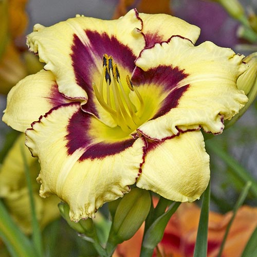 Лілійник Эль Десперадо зображення 1 артикул 76098